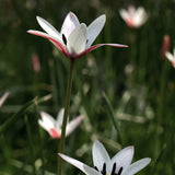 Italiensk tulpan stellata