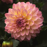 Dahlia 'Graceland'