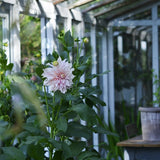 Dahlia 'Café au Lait'