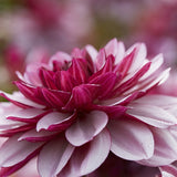 Dahlia 'Creme de Cassis'