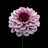 Dahlia 'Creme de Cassis'