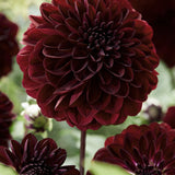 Dahlia 'Dark Spirit'