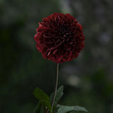 Dahlia 'Dark Spirit'