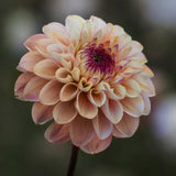 Dahlia 'Wine Eyed Jill'