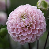 Dahlia 'Wizard of Oz'