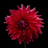 Dahlia 'Zorro'