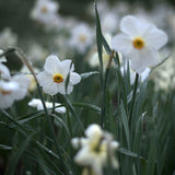 Narciss 'Actaea'