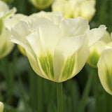 Tulpan 'Spring Green'