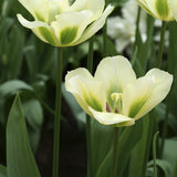 Tulpan 'Spring Green'