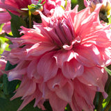 Dahlia 'Belle of Barmera'