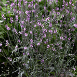 Verbena 'Bampton'