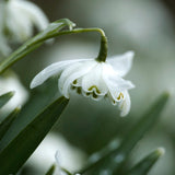 Fylld snödroppe 'Flore Pleno'