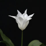 Tulpan 'White Triumphator'