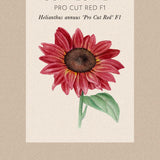 Solros 'Pro Cut Red'