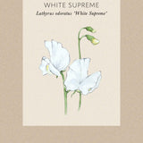 Luktärt ’White Supreme'